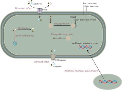 A new approach to overcoming antibiotic-resistant bacteria: Traditional Chinese medicine therapy based on the gut microbiota